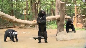 棕熊站立討好遊客　樂園挨批虐待動物