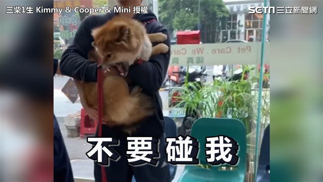 超Ｑ柴柴怕打針 失控扭動露尖牙示威