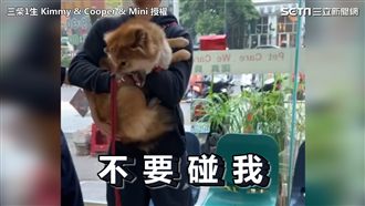 超Ｑ柴柴怕打針 失控扭動露尖牙示威