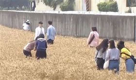 台中,大雅,麥田,公德心,拍照,踩踏。翻攝自爆料公社