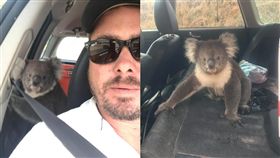 （圖／翻攝自臉書）澳洲,麥克拉倫谷,無尾熊,不速之客