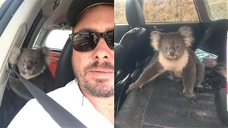 無尾熊闖入吹冷氣！他屢勸不走超崩潰