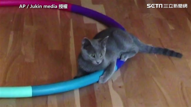 呼拉圈這樣用？ 喵星人：你們都太嫩