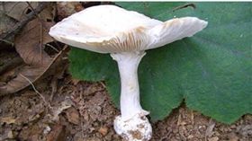 白毒傘。圖／翻攝自百度百科