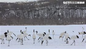 陳耀恩,Ean Chen,丹頂鶴,北海道,釧路,拍攝地點,攻略
（勿用）