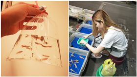 夜市,撈魚,阿嬤,坐月子,孫子(圖/翻攝自爆廢公社)