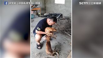 流浪幼犬雙腳癱瘓　汪哥哥不離不棄