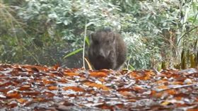 山豬（圖／翻攝自YouTube）