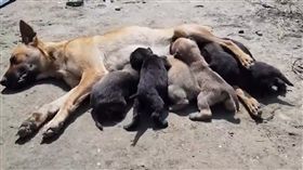 狗,母愛,肉身,擋車,幼犬,志工,高雄,吊車