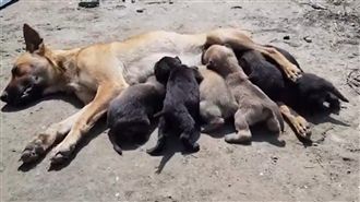 有影／６幼犬險死！狗媽媽衝出這樣做