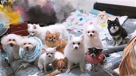 蘭欣，毛小孩，電線走火。翻攝蘭蘭欣臉書