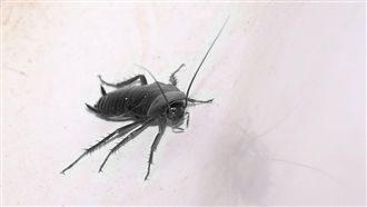 牆上驚見「15隻蟑螂群」崩潰！專家解答了