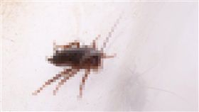 蟑螂,男同事,男友,PTT。翻攝自pixabay