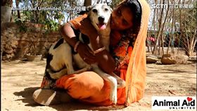 流浪狗遭鐵桿刺穿