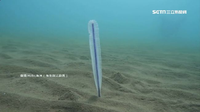 「海筆」是啥？神明降旨找來做金身