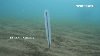 「海筆」是啥？神明降旨找來做金身