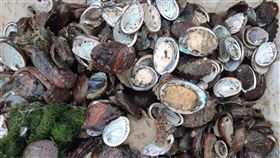 貢寮鮑滯銷死亡量增　養殖業者喊苦（1）在中國鮑魚大量低價銷台下，涉傾銷數量近本土九孔鮑產量的7倍，使貢寮九孔鮑嚴重滯銷，許多業者九孔鮑仍在池中未撿收，隨著近來氣候的改變，九孔陸續死亡，撈起的多是空殼，讓業者欲哭無淚。（吳勝福提供）中央社記者王鴻國傳真　108年3月25日