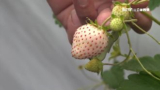 埔里種出白草莓！一顆要價逾100元