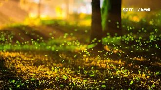 盤點北市5大賞螢公園！搭捷運就能到