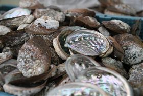 行政院長蘇貞昌26日下午視察鮑魚產銷情形。（圖／行政院提供）