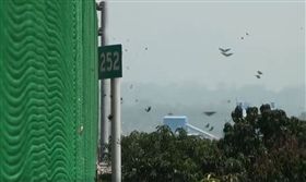 時值生態奇觀的紫斑蝶遷徙季節，群蝶不時通過雲林縣林內鄉、飛越國道3號高速公路觸口路段，今（26）日天氣轉晴，群蝶飛舞再現，經觀察統計每分鐘逾1200隻，是近年之最。（圖／翻攝自臉書雲林縣林內鄉紫斑蝶季活動）