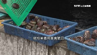 「貢寮鮑」外殼光滑　中國鮑附著物多