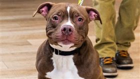 比特犬,流浪犬,訓練,狗界戰神,教育（圖／翻攝自推特）