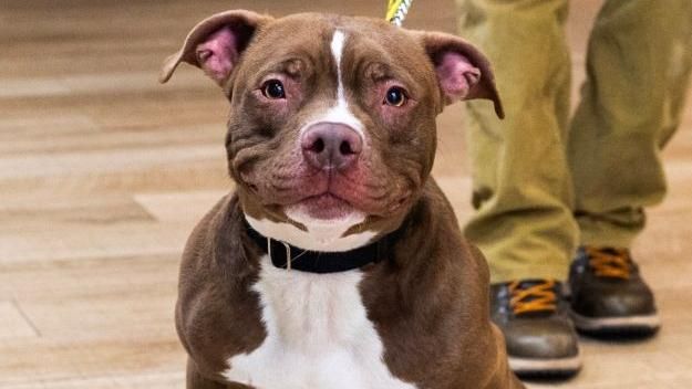 比特犬傷人遭隔離　飼主探望竟被咬死