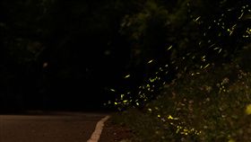 奧萬大賞螢季將至　可體驗賽德克織布文化　中央社