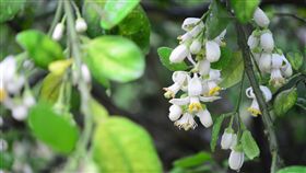 苗栗西湖柚花開　賞花輕旅行好時機　中央社
