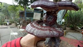 櫸木樹根長出罕見靈芝　撞臉台灣黑熊引人稱奇　中央社