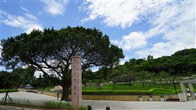 參加環保葬人數增　北市：樹葬最多花葬次之　中央社