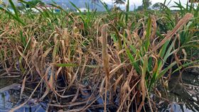 醜美人生病了　水稻高雄139號品種染稻熱病　中央社