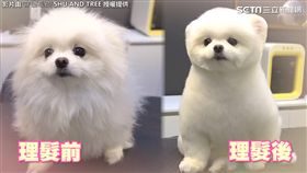 狗狗理毛前、後對比。（圖／슈앤트리臉書授權）
