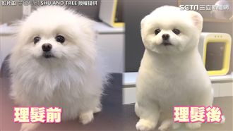 韓寵物理容爆紅！超Ｑ狗狗理毛全紀錄
