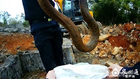 中國福建,修祖墳,清明掃墓,巨蟒,好預兆 （圖／翻攝自泉州通）