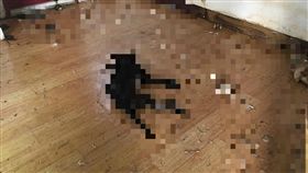 台北市,動保處,狗,食屍 （圖／翻攝台北市動保處）