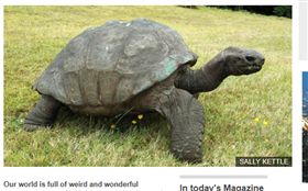  超高齡的巨龜「強納森」。（圖／翻攝自BBC NEWS）