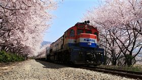 ▲慶和站賞櫻（圖／shutterstock.com）