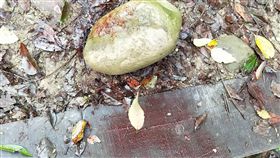 彰化社頭挑鹽古道有血跡　疑水鹿遭人獵殺　中央社