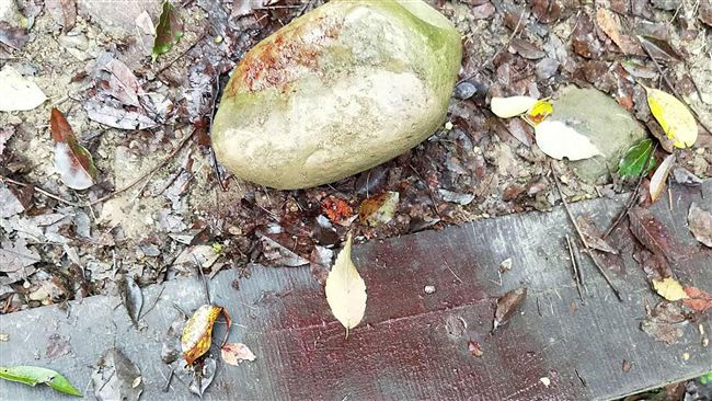 彰化挑鹽古道有血跡 疑水鹿遭人獵殺