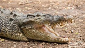 澳洲,鱷魚,意外,死亡　圖／翻攝自澳洲新聞網