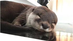 水獺,喝奶,寶寶,奶粉,餵奶　圖／翻攝自推特