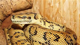 蟒蛇、蛇　圖／pixabay