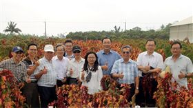 農委會台東農改場培育的「台灣藜台東1號」通過命名，這也是國內第一個命名的台灣藜品種。（台東農改場提供）中央社記者盧太城台東傳真　108年3月28日