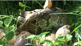 蟒蛇進食，蛇，蟒蛇　圖／擷取自youtube