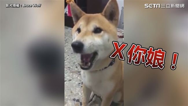 聽到關鍵字就暴怒　柴柴狂飆三字經