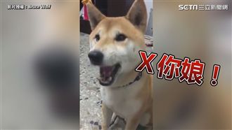 聽到關鍵字就暴怒　柴柴狂飆三字經