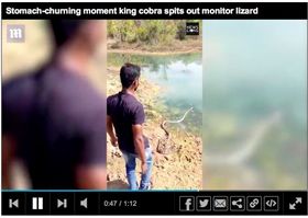 印度,眼鏡王蛇,巨蜥,屍體,驚嚇,蛇王。翻攝英國每日郵報