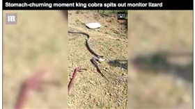 印度,眼鏡王蛇,巨蜥,屍體,驚嚇,蛇王。翻攝英國每日郵報